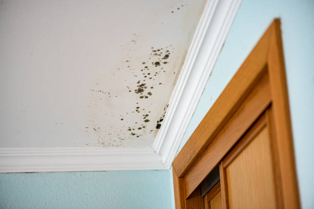 Best Local Mold Removal Service  in Portage, MI
