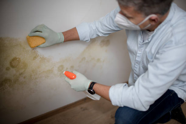 Best Mold Testing  in Portage, MI