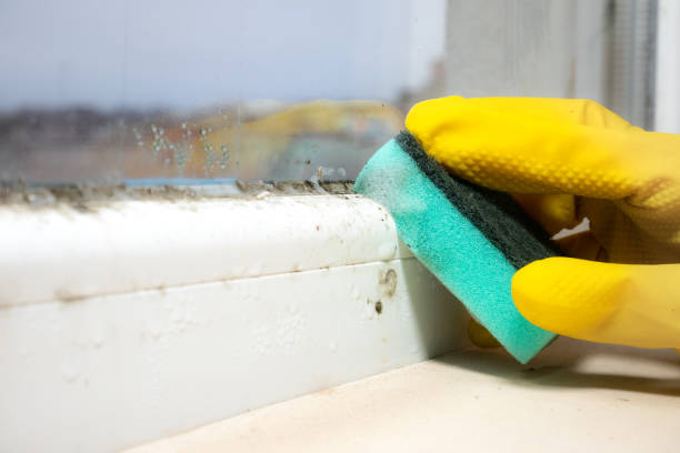 Best Emergency Mold Removal  in Portage, MI