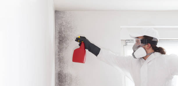 Best Certified Mold Removal  in Portage, MI