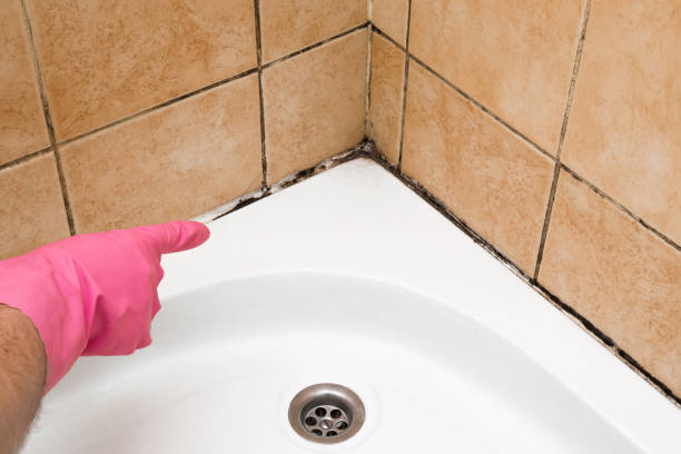 Best Toxic Mold Removal  in Portage, MI